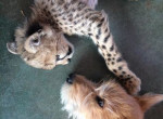 Детёныш гепарда подружился с щенком в американском зоопарке ▶ 0