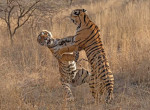 Яростная схватка тигриц, не поделивших территории заповедника, попала на видео в Индии