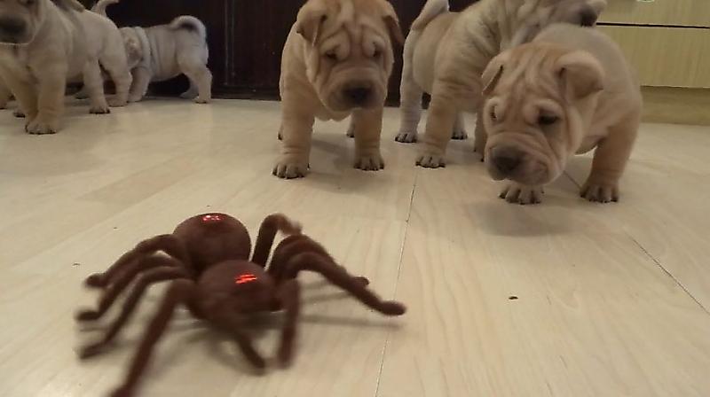 Команда щенков шарпея объединилась против робота-паука ▶