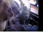 Котёнок, спасённый полицейским, обследуя салон машины, случайно включил сирену