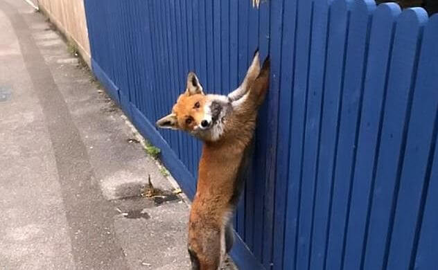 Лисица оказалась в плену при попытке перепрыгнуть через забор в Британии
