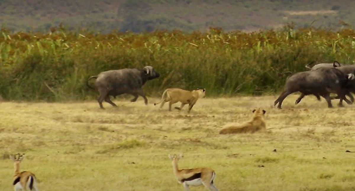 Львы и буйволы погонялись друг за другом в Африке
