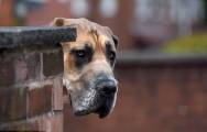 Настоящий Скуби-Ду: огромный пёс, который боится всего, проживает в Англии (Видео) 1