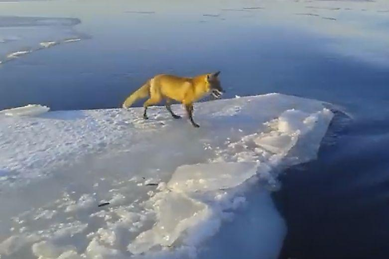Одинокий лось, плывущий на льдине, был замечен на реке в США ▶
