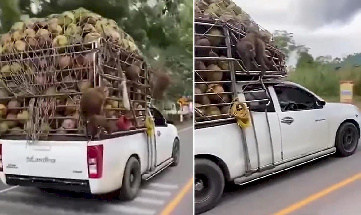Пикап с кокосами, сопровождаемый обезьянами, попал на видео в Таиланде