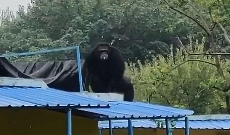 Полицейские, используя снотворное, вернули сбежавшего шимпанзе в китайский зоопарк ▶