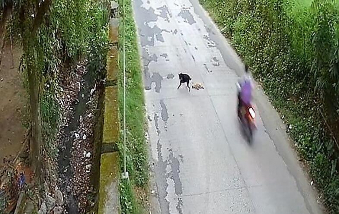 Собака безуспешно пыталась оживить своего друга, угодившего под машину на Филиппинах
