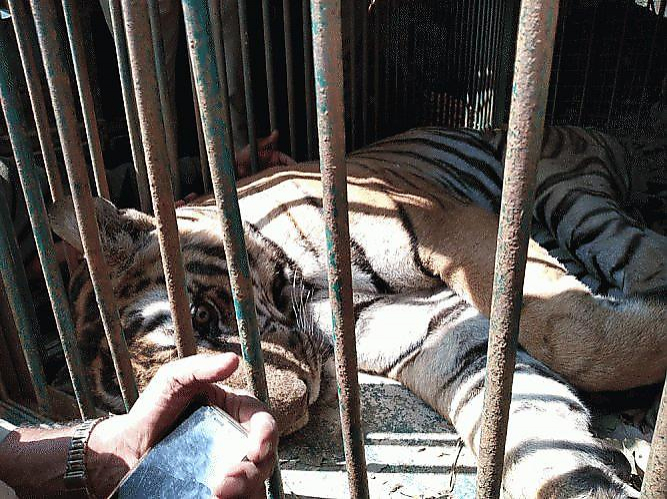 Спасатели и семь слонов приняли участие в поимке тигра-людоеда в индийских джунглях ▶