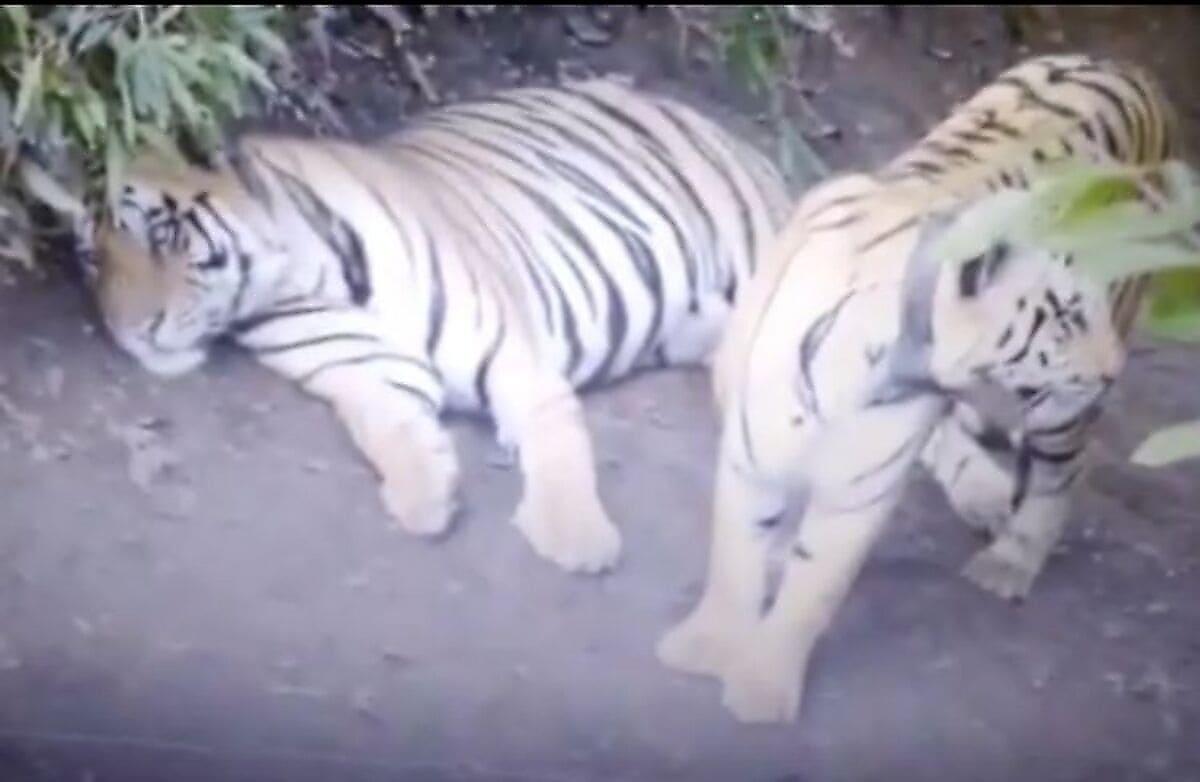 Тигры не пустили лесничих на свою территорию в индийском заповеднике