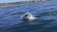 Тюленёнок стал обедом для белой акулы, на глазах у радостных туристов в Южной Африке (Видео)