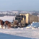 Две лошади взяли на буксир застрявшую на скользкой дороге фуру (Видео)