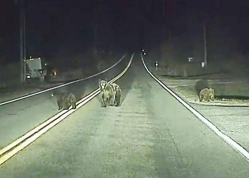 Электромобиль на автопилоте среагировал на неожиданное появление на трассе медвежьего семейства ▶