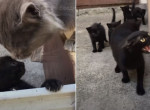 Кошка, защищая котёнка, напала на «главу» кошачьего семейства - видео