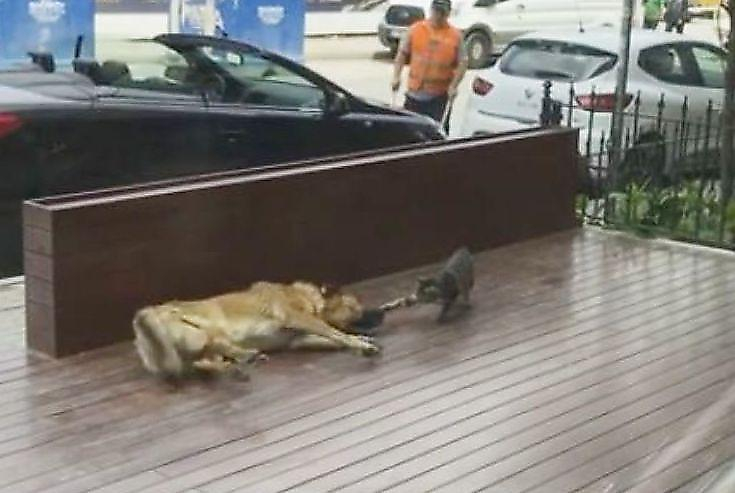 Наглая кошка проверила на чуткость сон дворового пса в Турции ▶