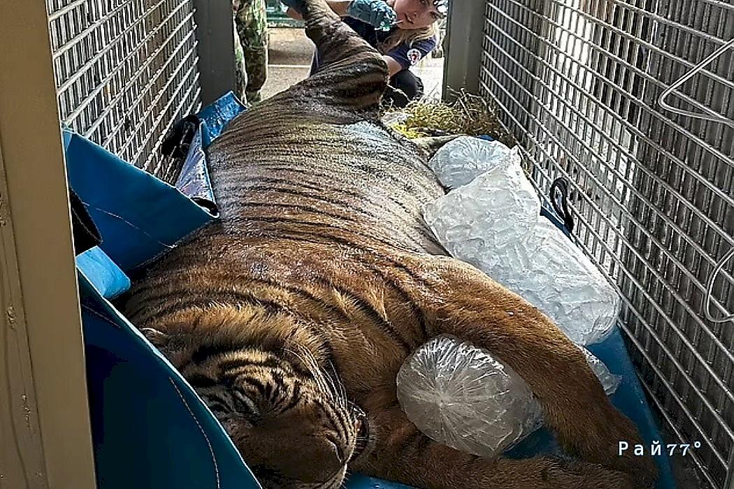Ожиревшего тигра изъяли у браконьеров и посадили на диету во Вьетнаме