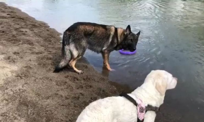 Пёс, засмотревшись на подругу, чуть не лишился любимой игрушки, подхваченной течением реки в Японии (Видео)