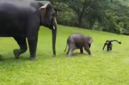 Слонёнок сымитировал движения человека и попытался прокатиться по мокрой траве (Видео)