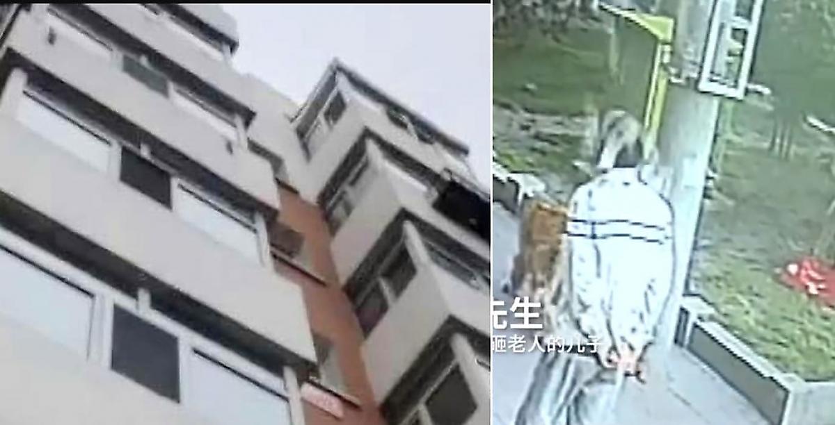 Пенсионер, смягчивший посадку кошке, выпавшей из окна квартиры, был отправлен в больницу в Китае