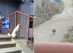 Верные собаки, не покинувшие друг друга во время изоляции, растрогали китайских интернет-пользователей