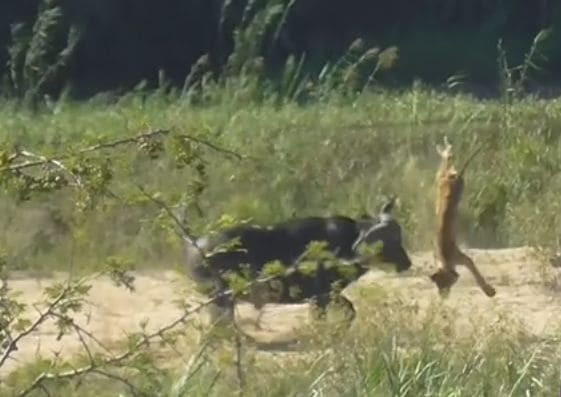 Буйвол спас ящерицу и отправил в полёт львёнка в африканском парке дикой природы (Видео)
