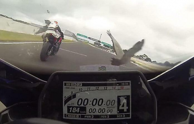 Две птицы, оказавшиеся на пути мотоциклистов, стали виновницами ДТП на мотозаезде в Австралии (Видео)