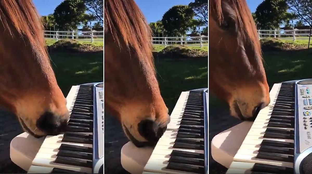 Конь исполнил сонату на фортепиано и прославился в сети - видео
