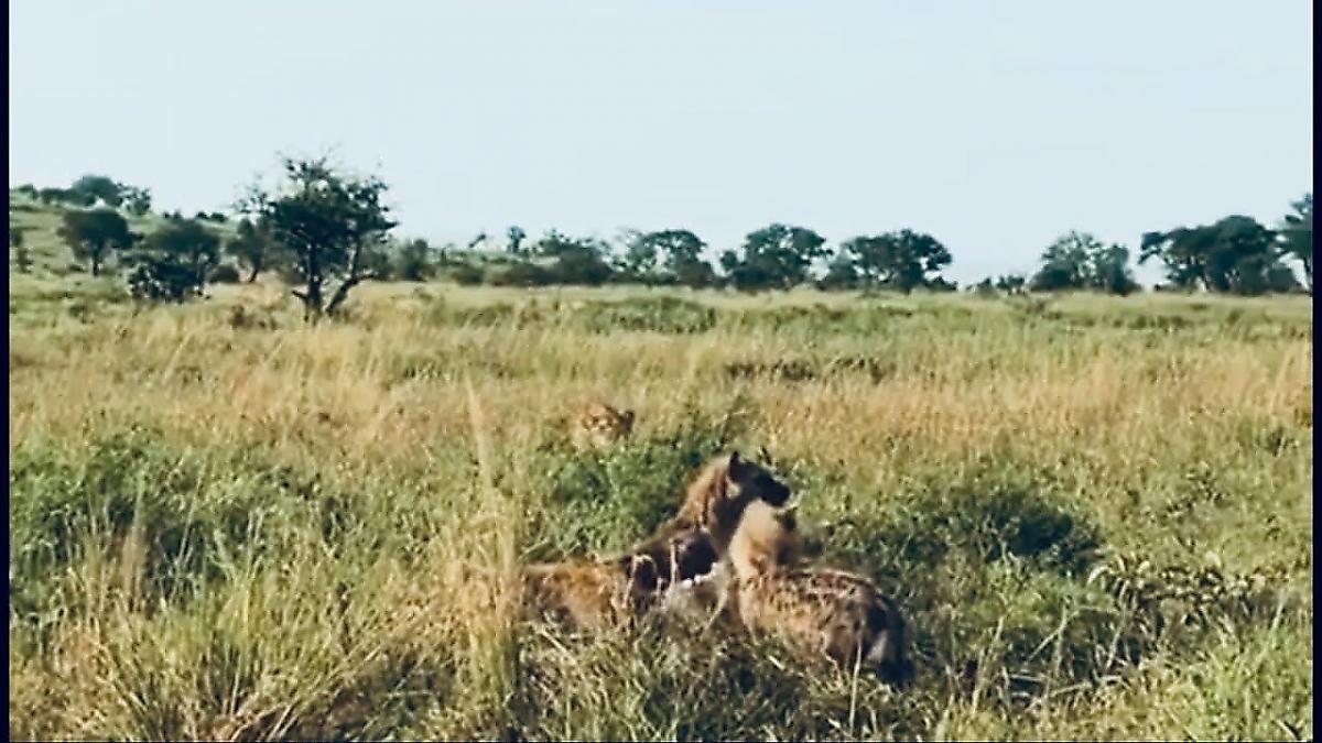Львица прервала трапезу трёх гиен в Танзании