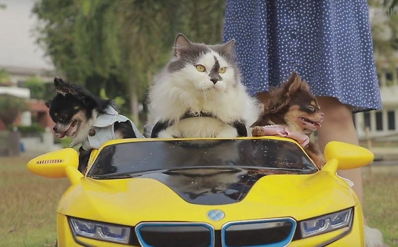 Недовольный кот прокатился на электромобиле в обществе трёх чихуахуа ▶