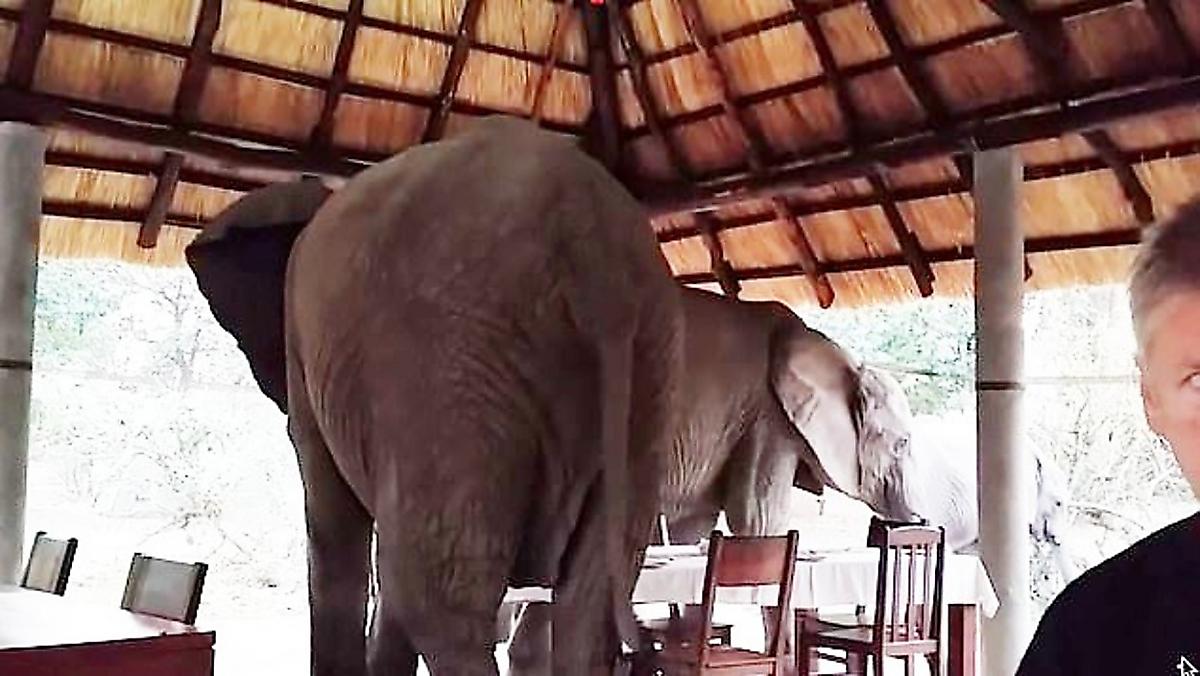 Слоны бесцеремонно прервали завтрак туристов в африканском кафе