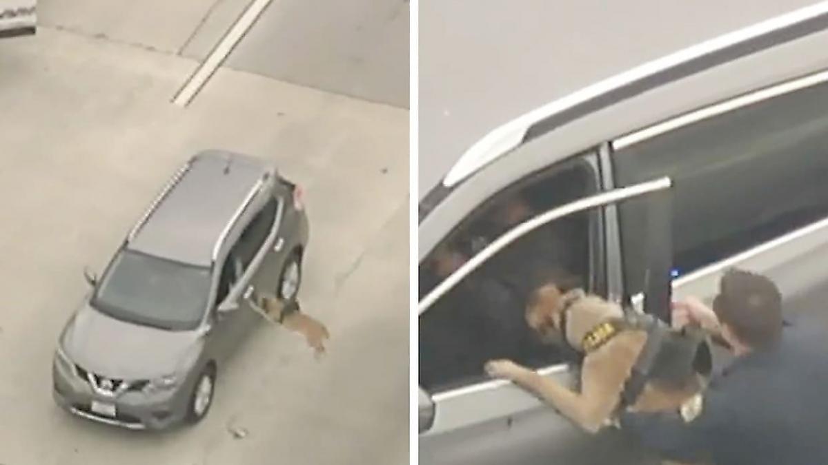 Служебный пёс задержал автоугонщика, отказавшегося покидать автомобиль