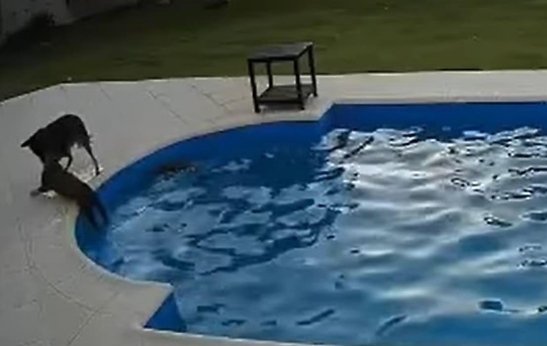 Собака спасла упавшую в бассейн слепую соплеменницу и попала на видео в Аргентине