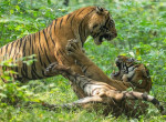 Тигры не поделили самку на глазах у туристов в индийском лесу 2