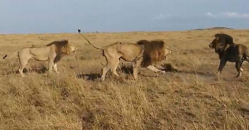 Три льва устроили схватку за территорию в кенийском заповеднике ▶