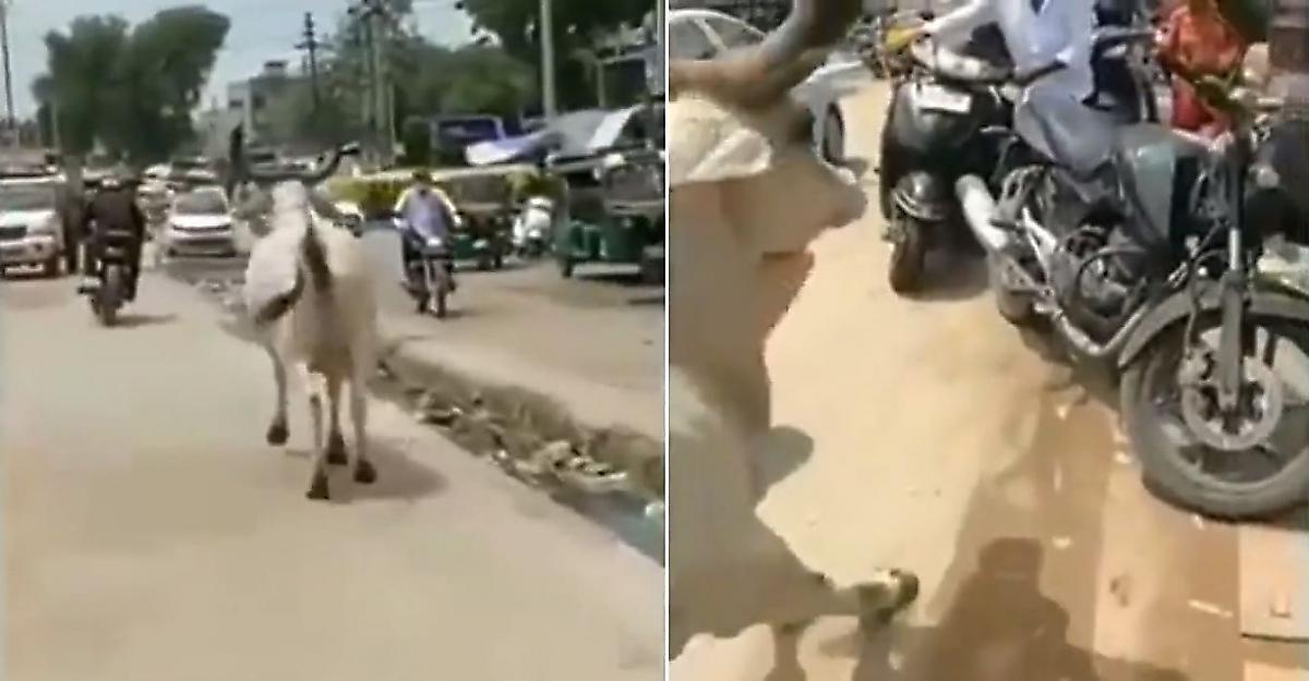 Агрессивная корова устроила погоню за мотоциклистом и попала на видео в Индии