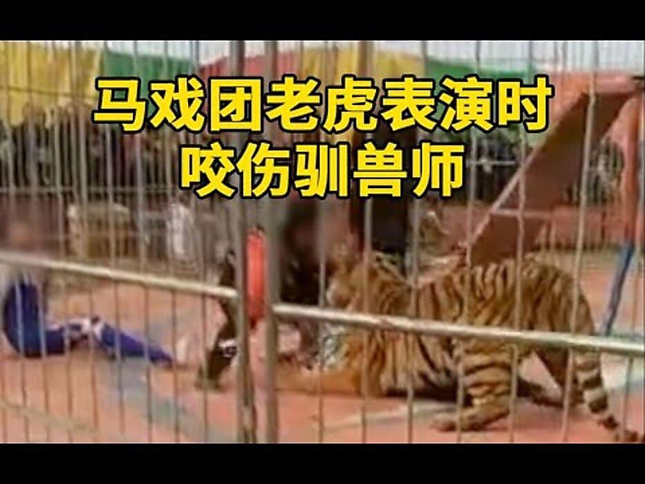 Беззубый тигр напал на трёх сотрудников китайского цирка