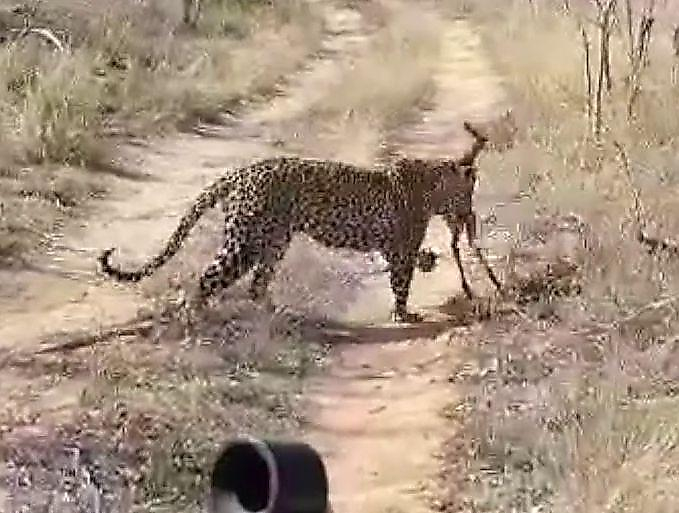 Детёныш антилопы прижался к леопарду, после того как он прогнал её мать ▶