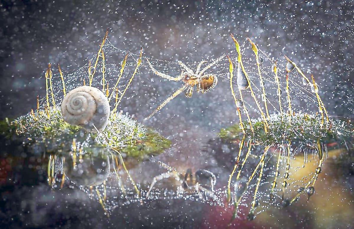 Фотограф сделал фотосессию для «мокрых» насекомых в итальянском лесу