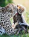 Плодовитая самка гепарда родила семерых детёнышей в заповеднике Масаи-Мара ▶ 0