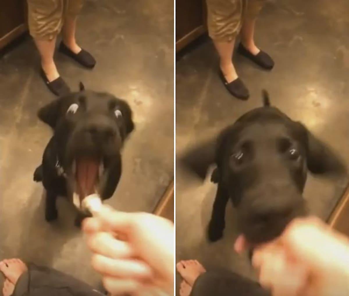 Пёс попытался съесть микрофон во время «интервью»