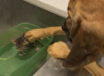 Пёс утешил, принимающего ванну спасённого котёнка ▶