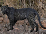 Редчайшего чёрного леопарда запечатлел индийский фотограф