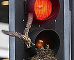 Семейство дроздов свило в светофоре уютное гнездо для своих птенцов 2
