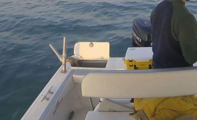 Осьминог сбежал от незадачливых рыбаков в Италии (Видео)
