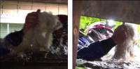 Собаку, две недели дрейфовавшую на диване в затопленном доме, спасли в США (Видео) 2