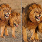 Туристка встретила двух «смеющихся» львов в африканском заповеднике