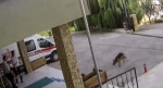 Похищенная у владельца овчарка, пережившая нападение дворовых псов, обратилась за помощью в турецкую больницу (Видео)