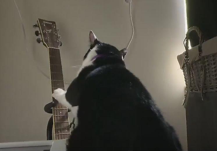 Умный кот сыграл на гитаре, чтобы разбудить своего хозяина ▶