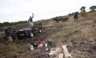 Ветеринары, спасающие львицу, оказались на пути стада слонов в Замбии ▶