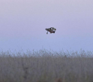 Британский фотограф стал свидетелем воздушного боя за добычу между совой и соколом 1