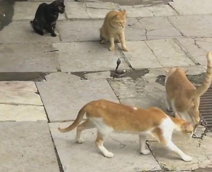 Четыре кошки окружили детёныша кобры в Индии ▶
